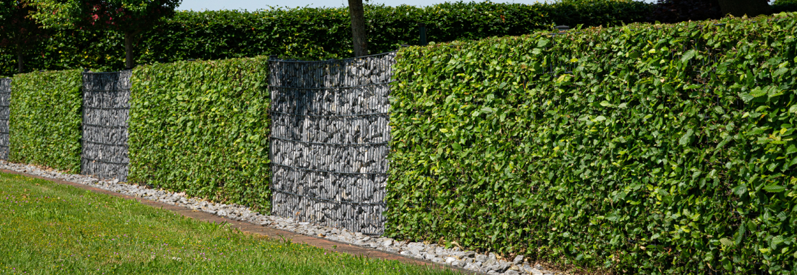 Grüne Hecke mit Gabionen